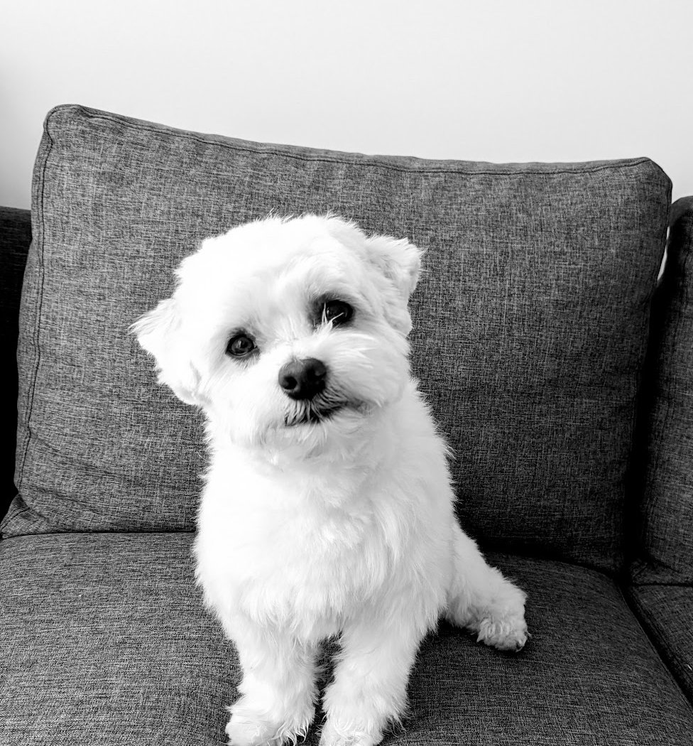 Un Très Beau Chien 3